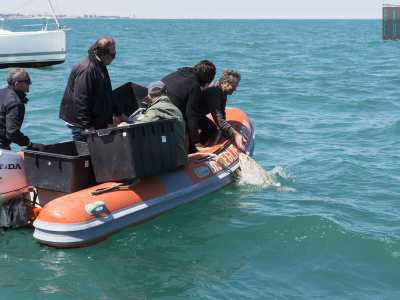 Una dopo l'altra vengono fatte scivolare di pancia in acqua (la prima)...